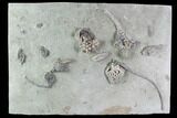 Stunning Crinoid Plate - Eight Species - Crawfordsville #95190-1